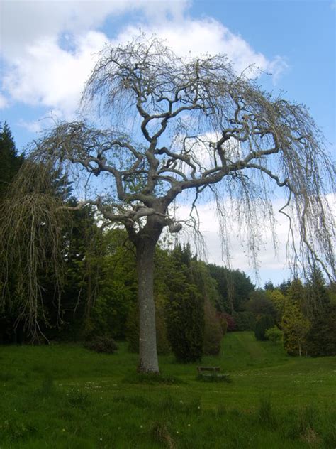 A weeping willow in the extended... © Eric Jones cc-by-sa/2.0 :: Geograph Britain and Ireland