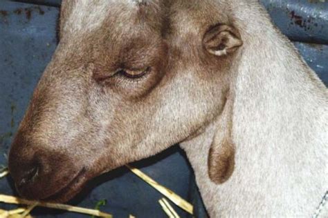 Kiko Goat: Breed Info, Characteristics, Breeding, and Care