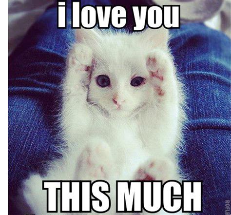 I Love You Cute Animals - Animals World