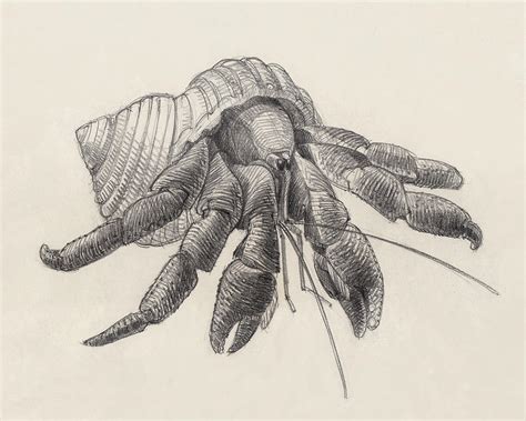 Chocolate Hermit Crab Drawing by Judith Kunzle - Fine Art America