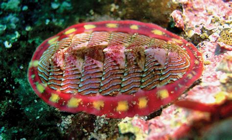 Chiton | Marine, Polyplacophora, Shell | Britannica