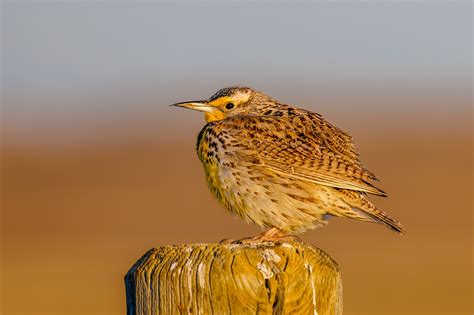 Meadowlark Pics Photos, Download The BEST Free Meadowlark Pics Stock Photos & HD Images