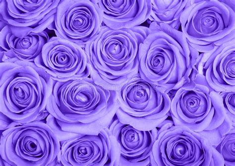 Lavender Roses Background