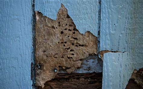 What Does Termite Damage Look Like Top Sellers | cityofclovis.org