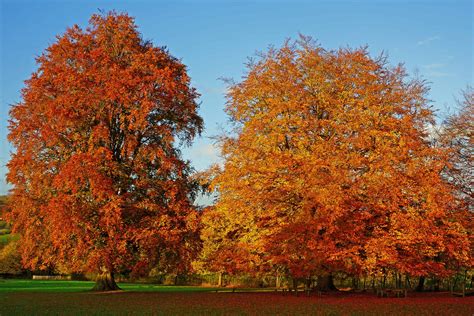 European Beech vs. American Beech: What’s the Difference? - AZ Animals