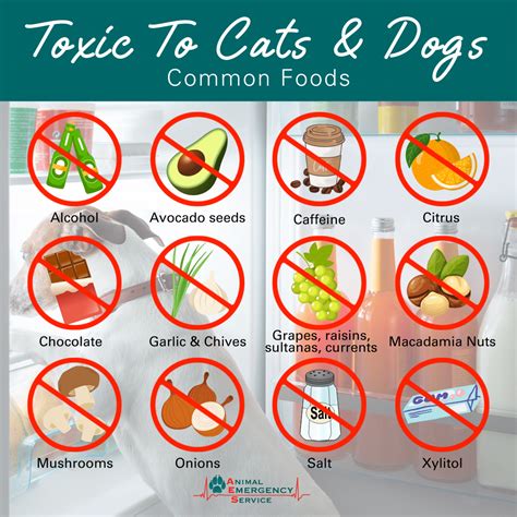 Toxic Foods For Dogs And Cats (an A-Z Guide)