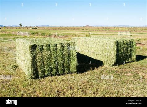 Alfalfa Hay Bales High Resolution Stock Photography and Images - Alamy