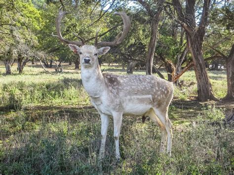 Cannundrums: Fallow Deer