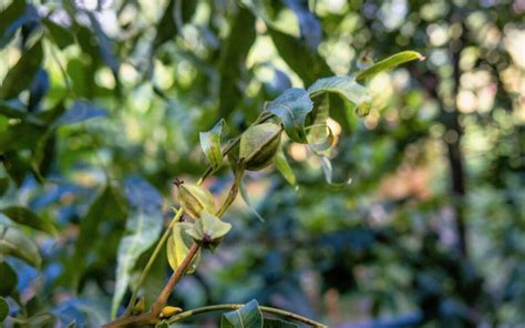 Best Time to Plant Pecan Trees (& Other Tips) - Georgia Pecan Nursery