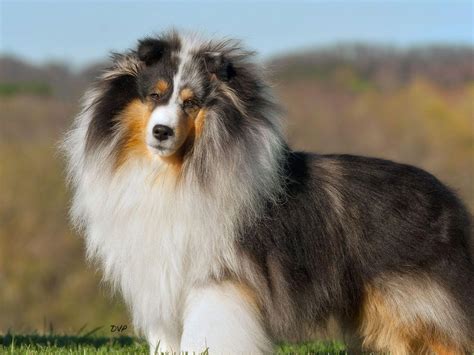 Shetland Sheepdog Puppies For Sale - AKC Marketplace