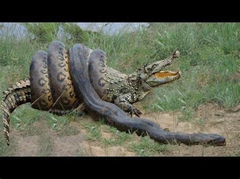 ANACONDA eating whole CROCODILE ...... unbelievable - Video | eBaum's World