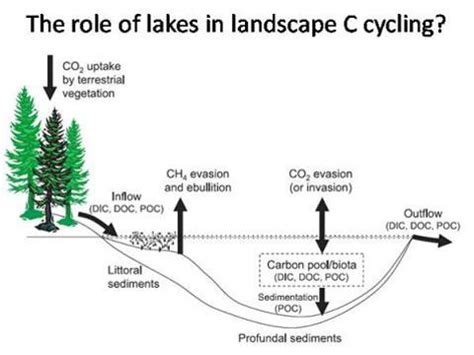 17 Best images about Ecosystems (systems thinking) on Pinterest | Rhode island, Flowchart and ...