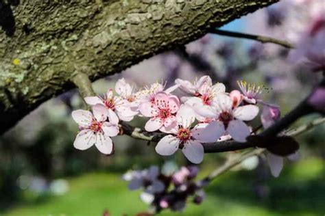 The Chinese Apricot Tree - Minneopa Orchards