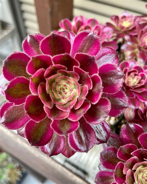 Succulents With Pink Flowers: A Colorful Addition To Your Garden