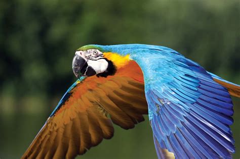 Macaw | Diet, Habitat, & Facts | Britannica