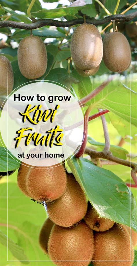 How to Grow Kiwi fruit in your home | Growing Kiwi plants | Kiwi fruit ...