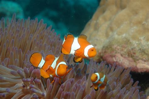 Great Barrier Reef Pictures, Photos & Facts - Queensland,