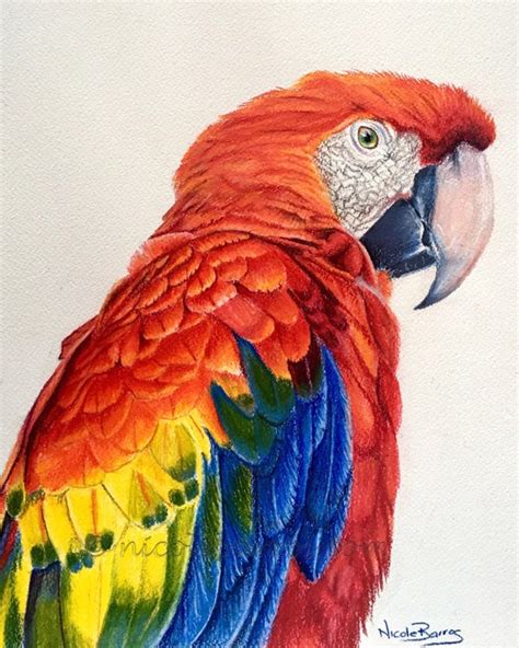 Macaw Parrot Drawing