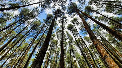 Wisata Hutan Pinus Jogja-liburan murah di jogja – NaganTour