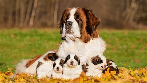 Are St Bernards Good Dogs