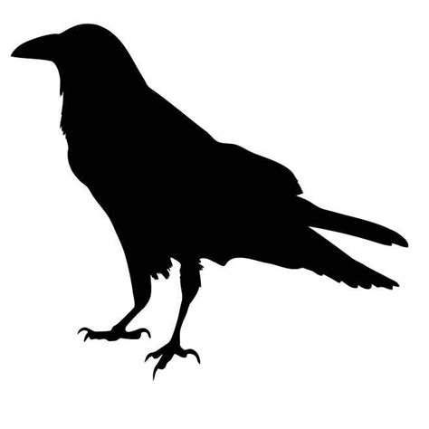 RAVEN BIRD SILHOUETTE.ai Royalty Free Stock SVG Vector and Clip Art