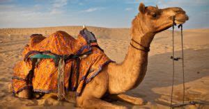 Want to cover either Desert or Wildlife in your next trip? Then, Rajasthan welcomes you - India ...