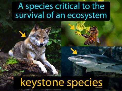 Keystone Species Definition & Image | GameSmartz