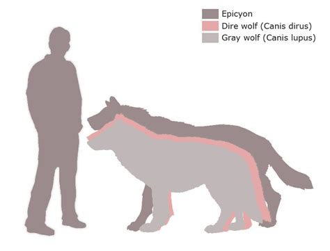 Dire Wolf Size Compared To Lion