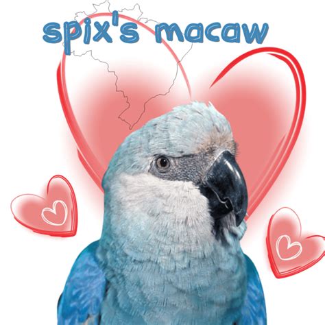 Spix's Macaw - Habitat Reproduction Behavior Health and Food