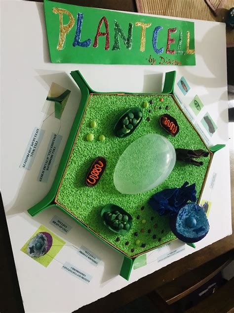 Simple Plant Cell 3d Model