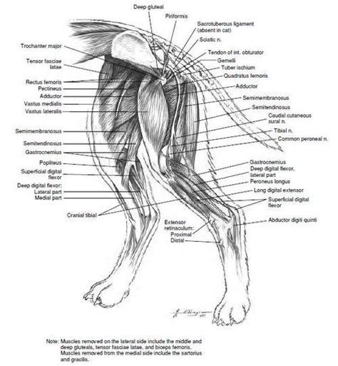 Dog Leg Bones Diagram : Greyhound Anatomy Diagram The Inner Side Of The Front Leg And The Inner ...