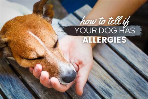 How To Tell If A Dog Has Allergies Food Skin Seasonal More Canine