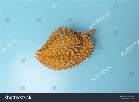 942 Durian Crepe Images, Stock Photos, 3D objects, & Vectors | Shutterstock