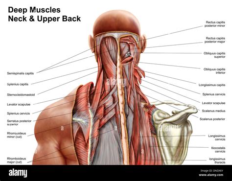 Human anatomy showing deep muscles in the neck and upper back Stock Photo: 64844835 - Alamy