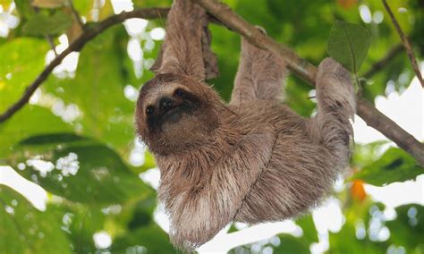 Why Are Sloths Slow? And Six Other Sloth Facts – Sloth Gift Shop