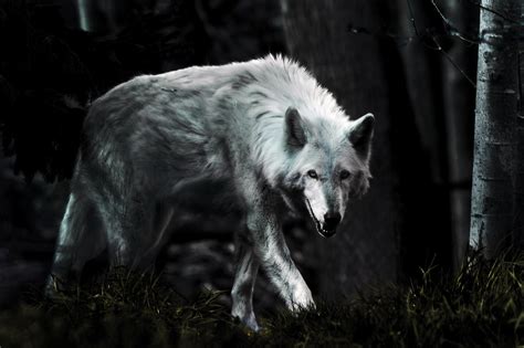 Dark Wolf Wallpaper ·① WallpaperTag