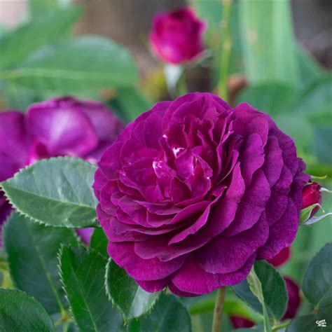 Ebb Tide™ Rose — Green Acres Nursery & Supply