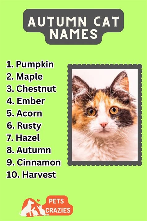 250+ Autumn Cat Names (Memorable Picks)