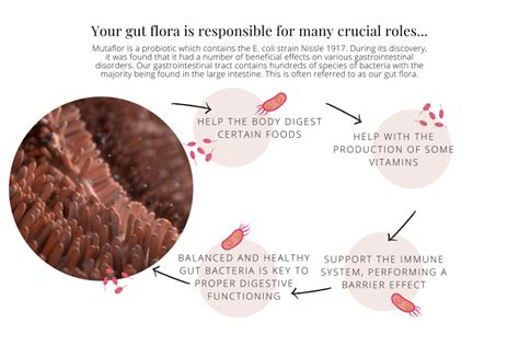 The E-coli Strain 'Nissle 1917' (Mutaflor) A Powerful Probiotic