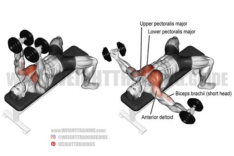 Dumbbell fly exercise instructions and videos | Weight Training Guide