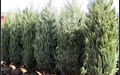 Buy Moonglow Juniper - Juniperus scopulorum - 1 Gallon - Junipers - Buy Plants Online