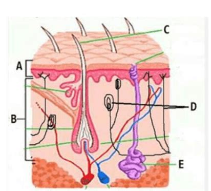 Bagian kulit yang berperan dalam sistem ekskresi a...