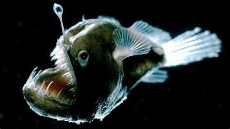 Coldest, oldest, fastest: 10 extreme sea creatures