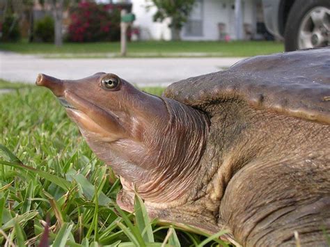 Chinese softshell turtle - Alchetron, the free social encyclopedia