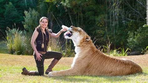 Liger Hercules | The Biggest Cat in the World | Reckon Talk