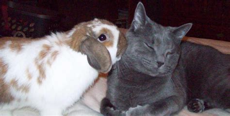 My bunny and cat, unlikely animal friends. : r/aww