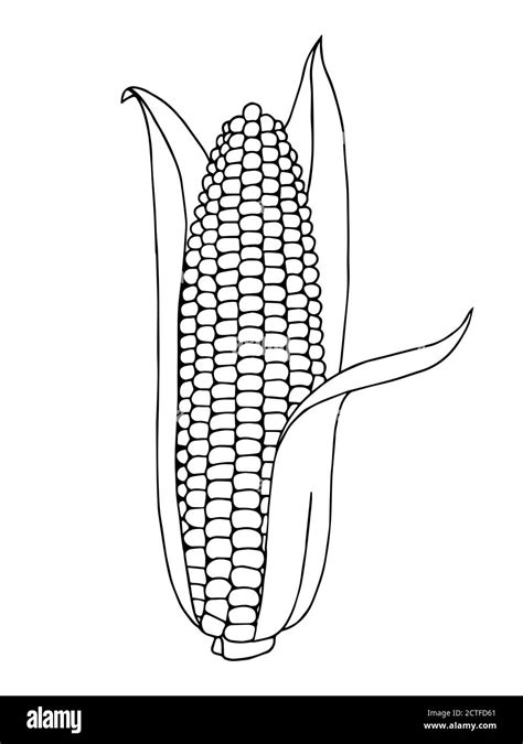 Corn graphic art black white isolated illustration vector Stock Vector Image & Art - Alamy