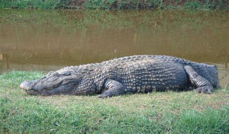 Black Caiman Facts, Weight, Habitat, Diet, Lifespan, Pictures