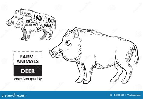 Wild Hog, Boar Game Meat Cut Diagram Scheme - Elements Set on Chalkboard Stock Vector ...