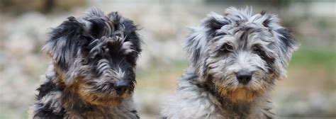 Breeders — Bergamasco Sheepdog Club of America